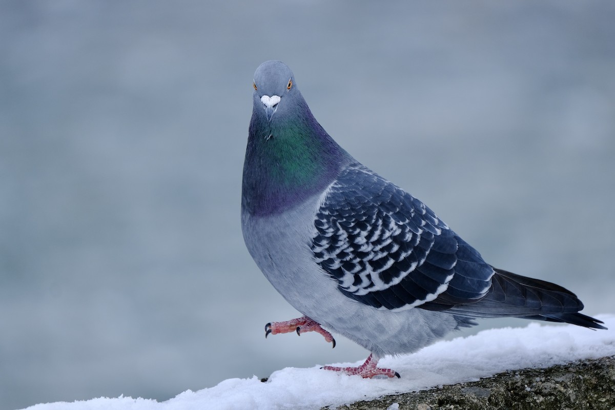 Rock Pigeon (Feral Pigeon) - ML194342471
