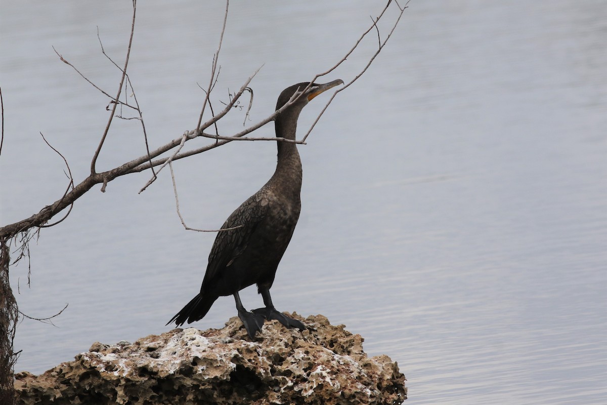 Double-crested Cormorant - Margaret Viens