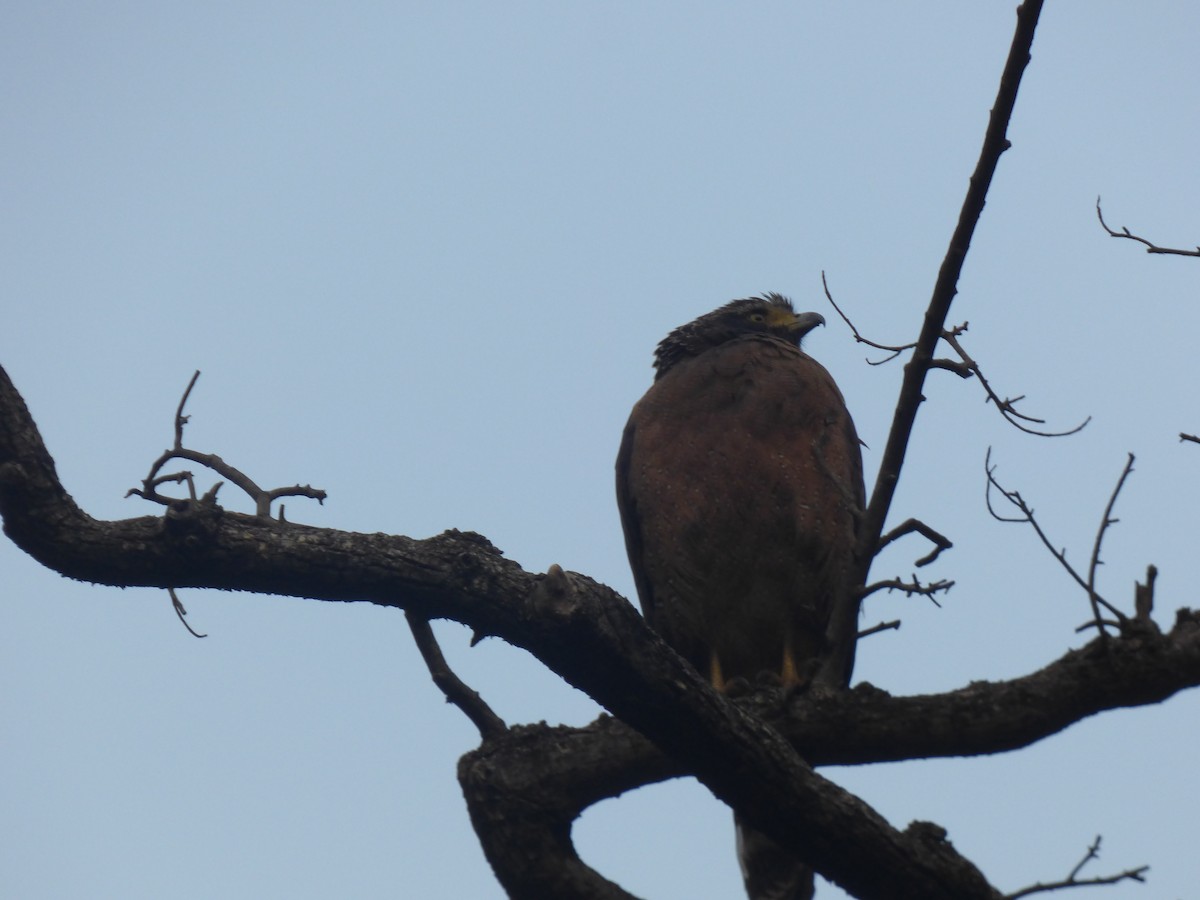 Crested Serpent-Eagle - ML194342841