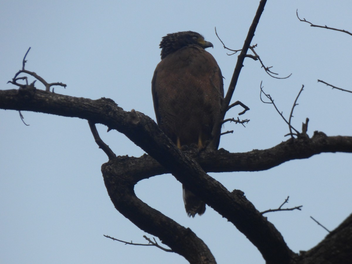 Crested Serpent-Eagle - ML194342861