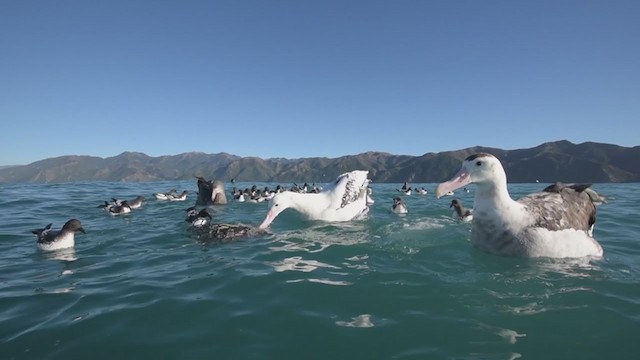 Antipodean Albatross (Gibson's) - ML194342941