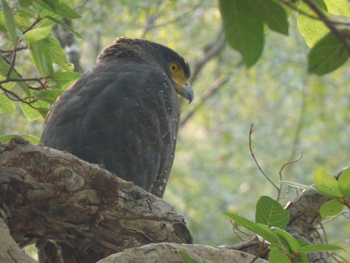 Crested Serpent-Eagle - ML194343611