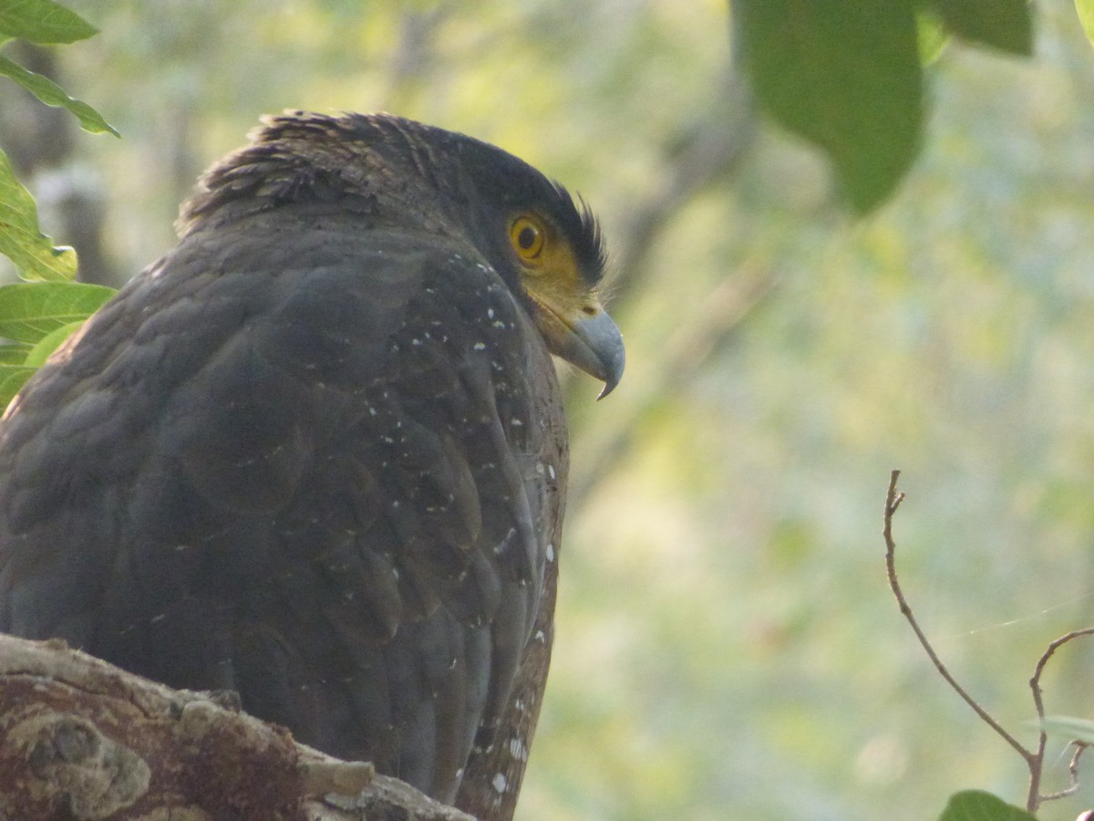 Crested Serpent-Eagle - ML194343621