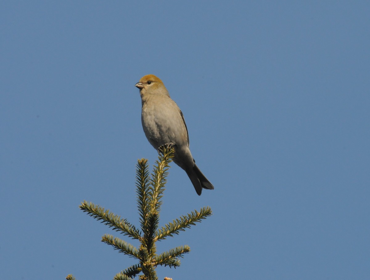 Pine Grosbeak - Bernard Desmeules