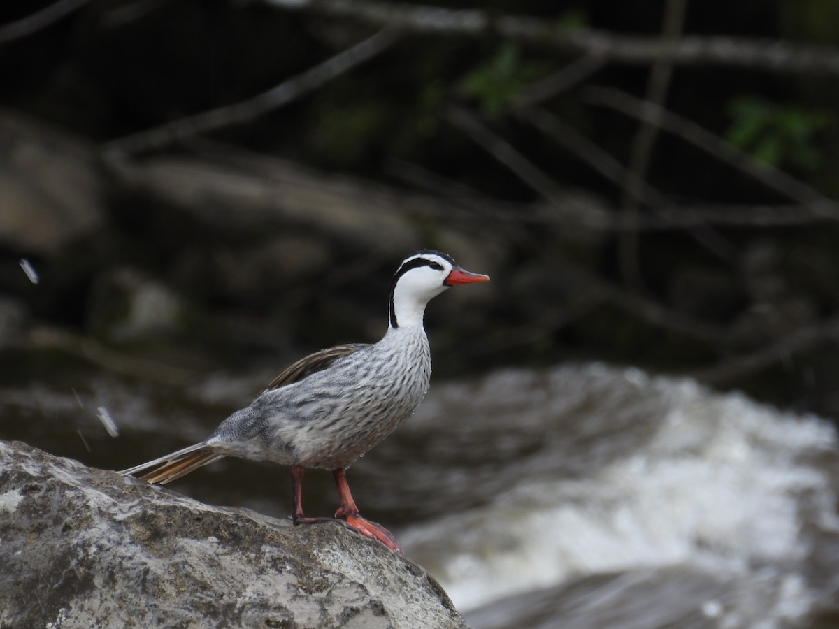 Torrent Duck - ML194345701