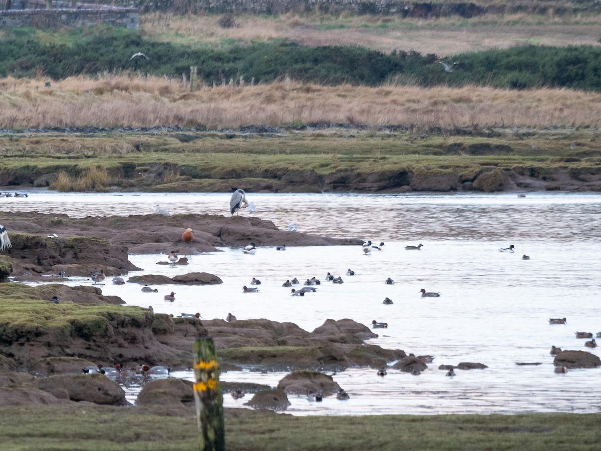 Ruddy Shelduck - ML194346541