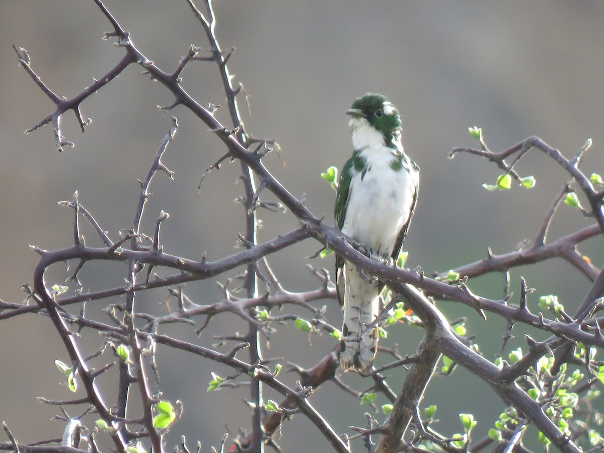 Klaas's Cuckoo - ML194348361