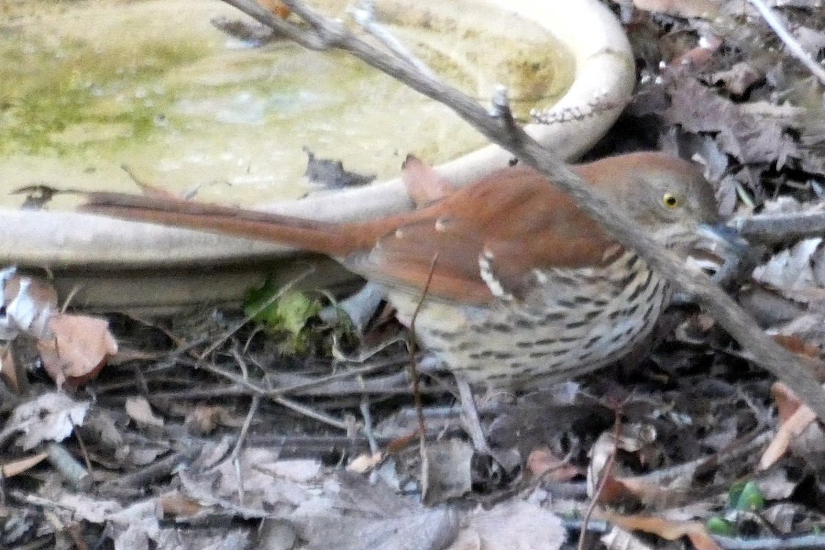 Brown Thrasher - Steve Young