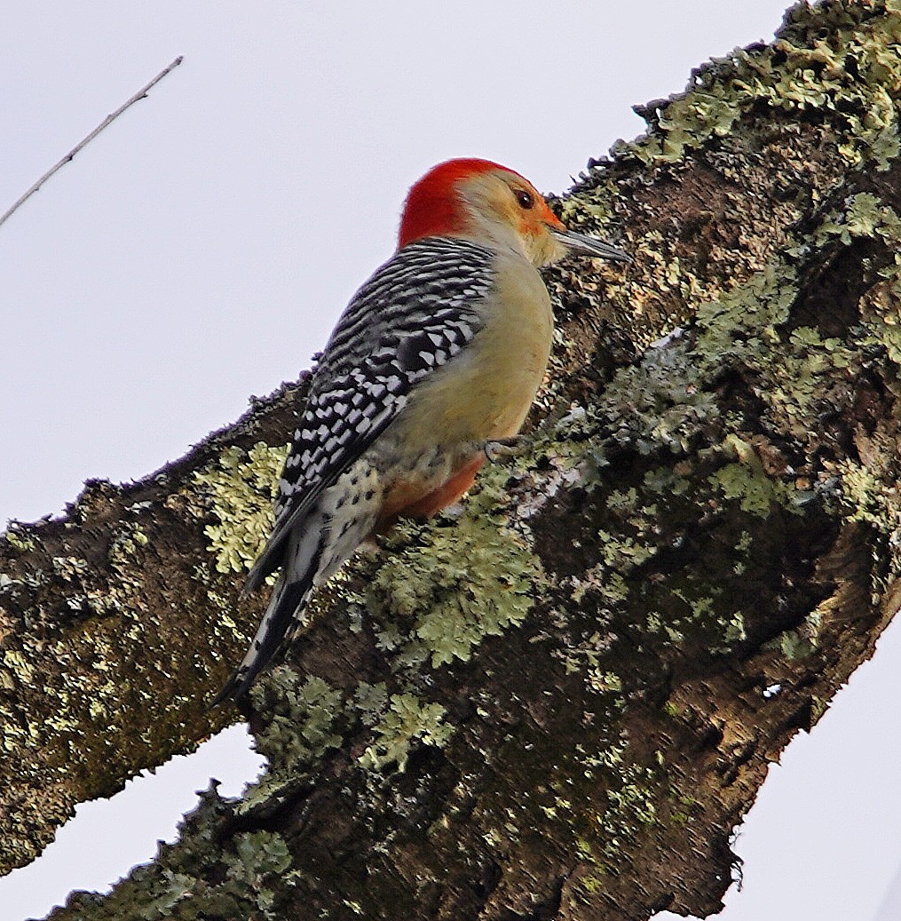 Red-bellied Woodpecker - Mark McConaughy