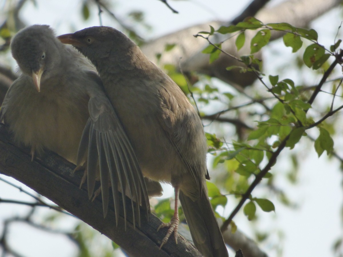 Large Gray Babbler - ML194351541