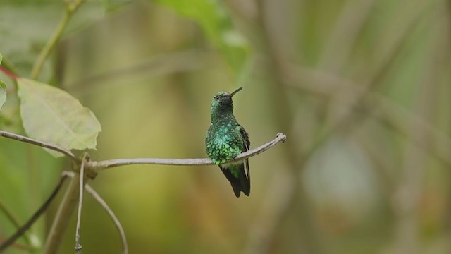 Kolumbiensmaragdkolibri - ML194352871