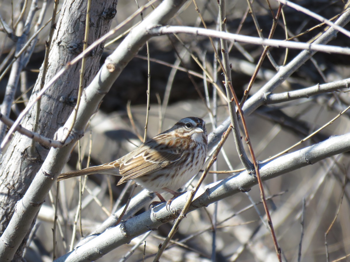 Song Sparrow - ML194353501