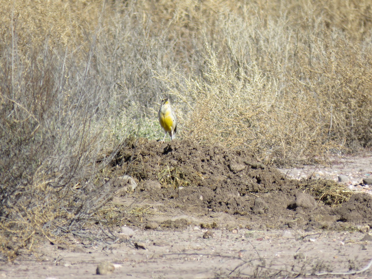 Chihuahuan Meadowlark - ML194353711