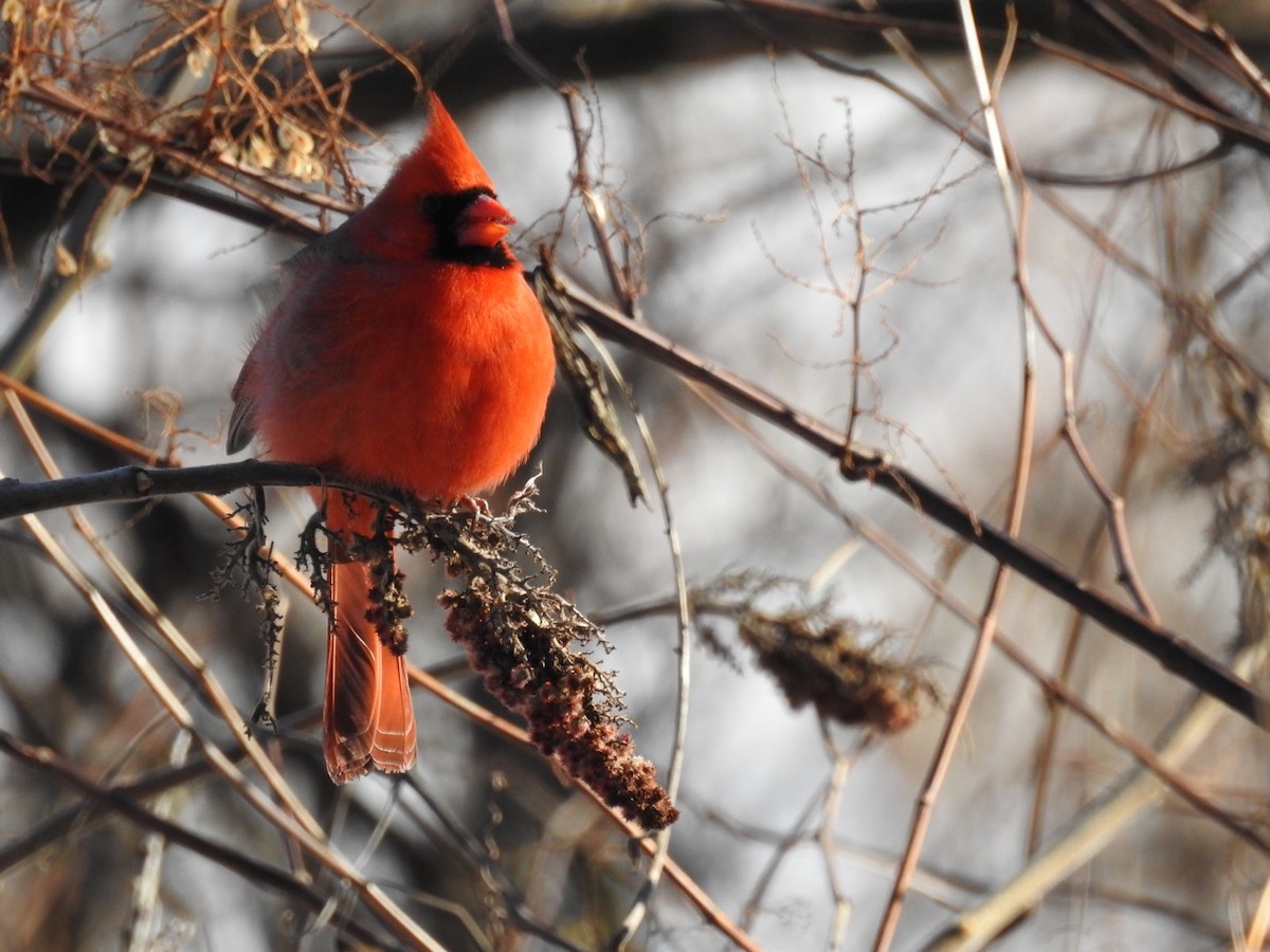 Northern Cardinal - Cory Elowe