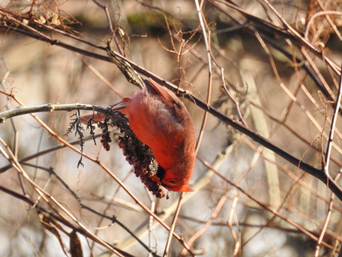 Northern Cardinal - Cory Elowe