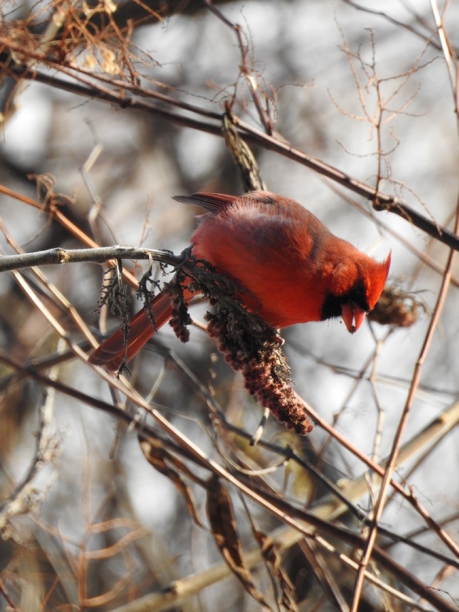 Northern Cardinal - Cory Elowe