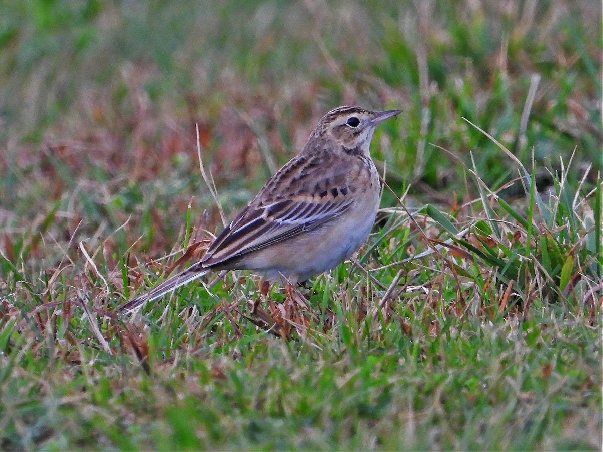 Richard's Pipit - ML194355121