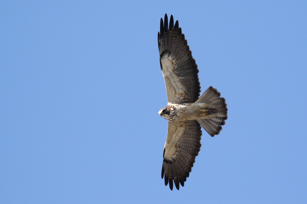 Swainson's Hawk - Alex Lamoreaux