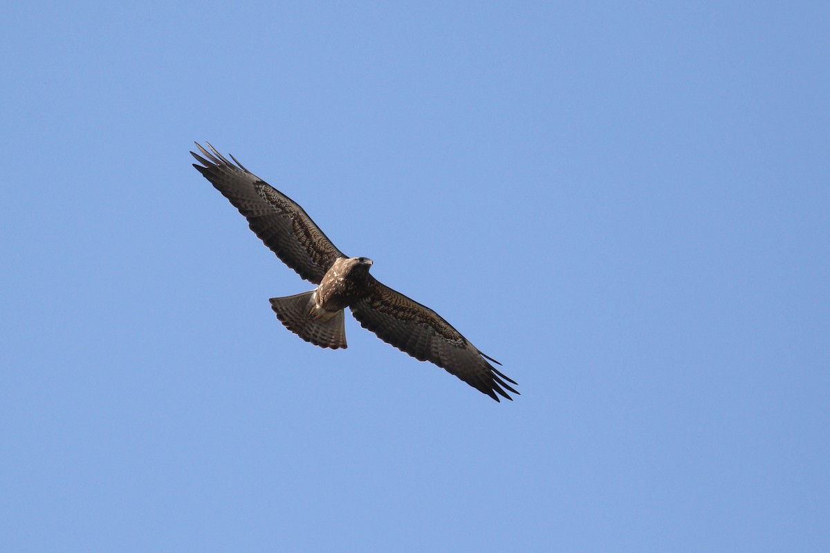 Swainson's Hawk - Alex Lamoreaux