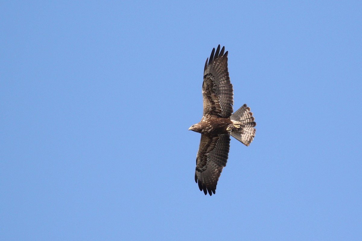 Swainson's Hawk - Alex Lamoreaux