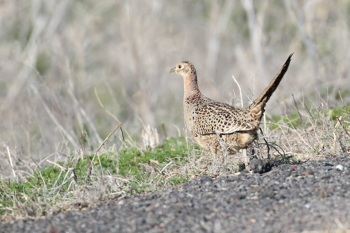 Ring-necked Pheasant - ML194355671