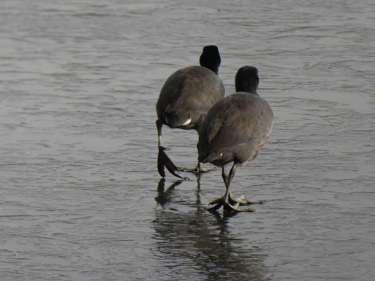 American Coot - ML194355861