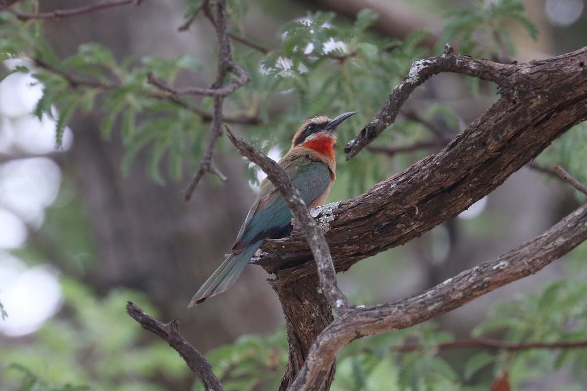 White-fronted Bee-eater - ML194356371