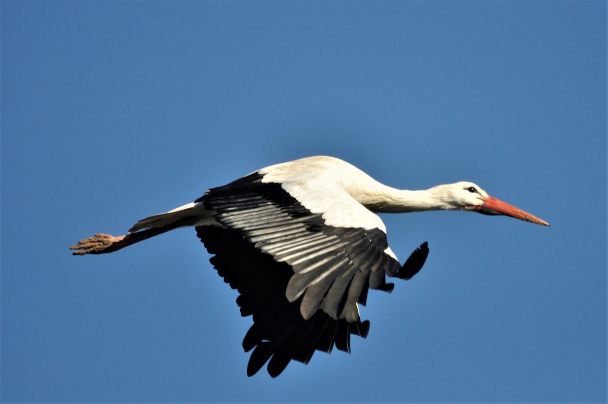 White Stork - ML194356711
