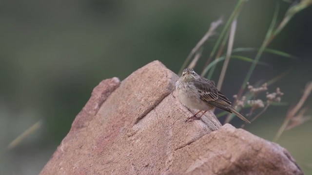 Long-billed Pipit - ML194357181