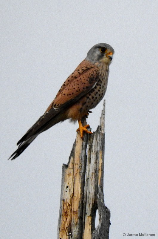 Eurasian Kestrel - ML194357921