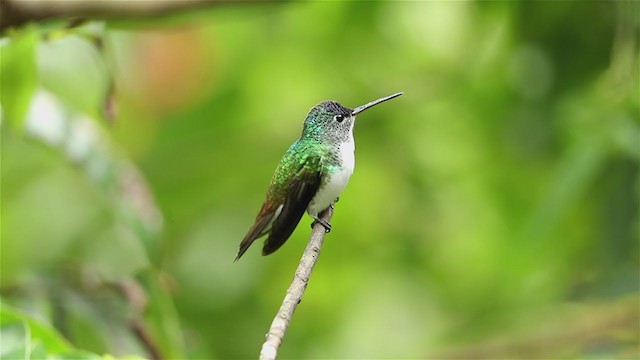 kolibřík andský - ML194358551