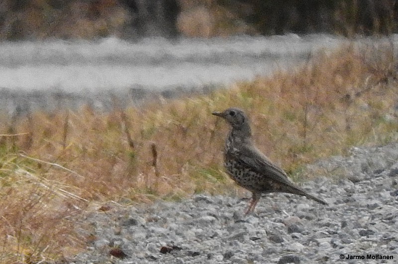 Mistle Thrush - ML194359571