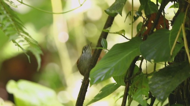 Troglodyte à calotte noire - ML194359671