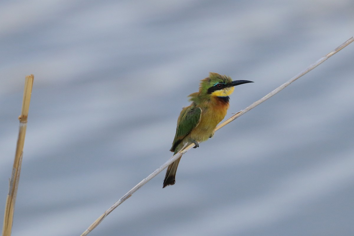 Little Bee-eater - Robert Holland