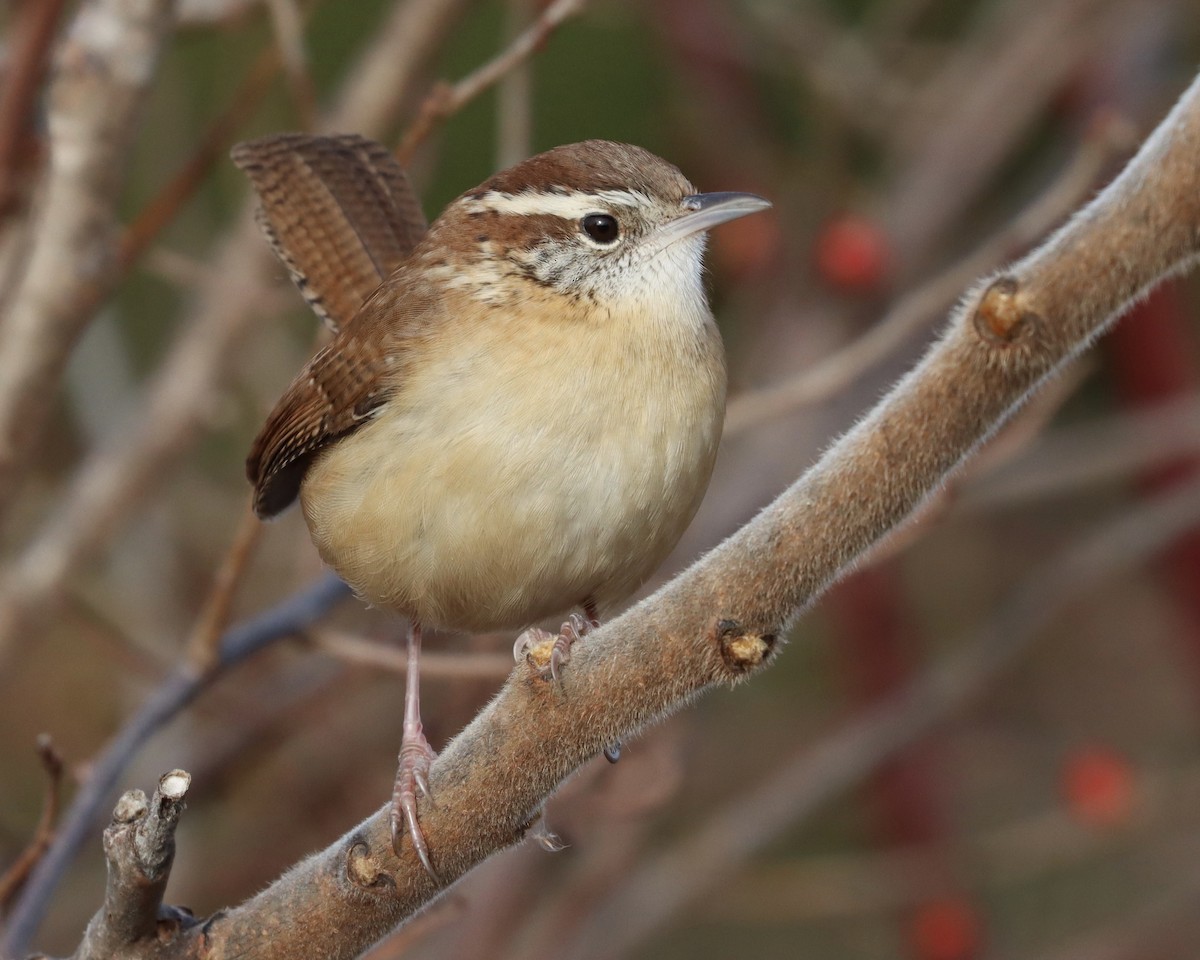 Carolina Wren - ML194362321