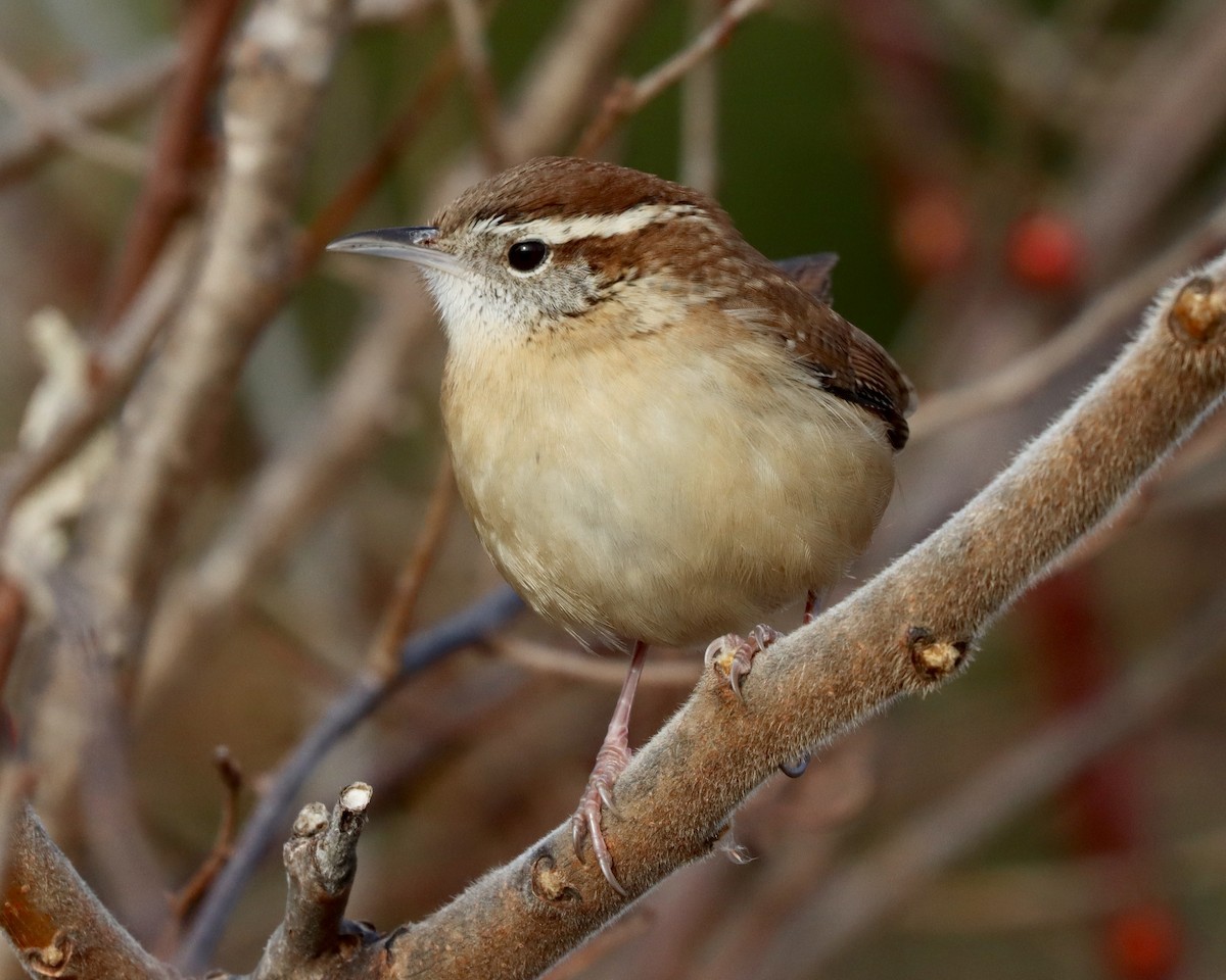 Carolina Wren - ML194362331