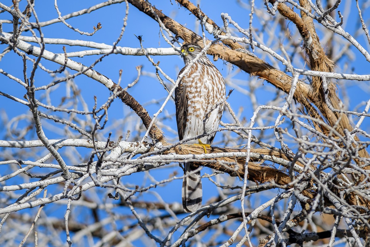 Sharp-shinned Hawk - ML194364451