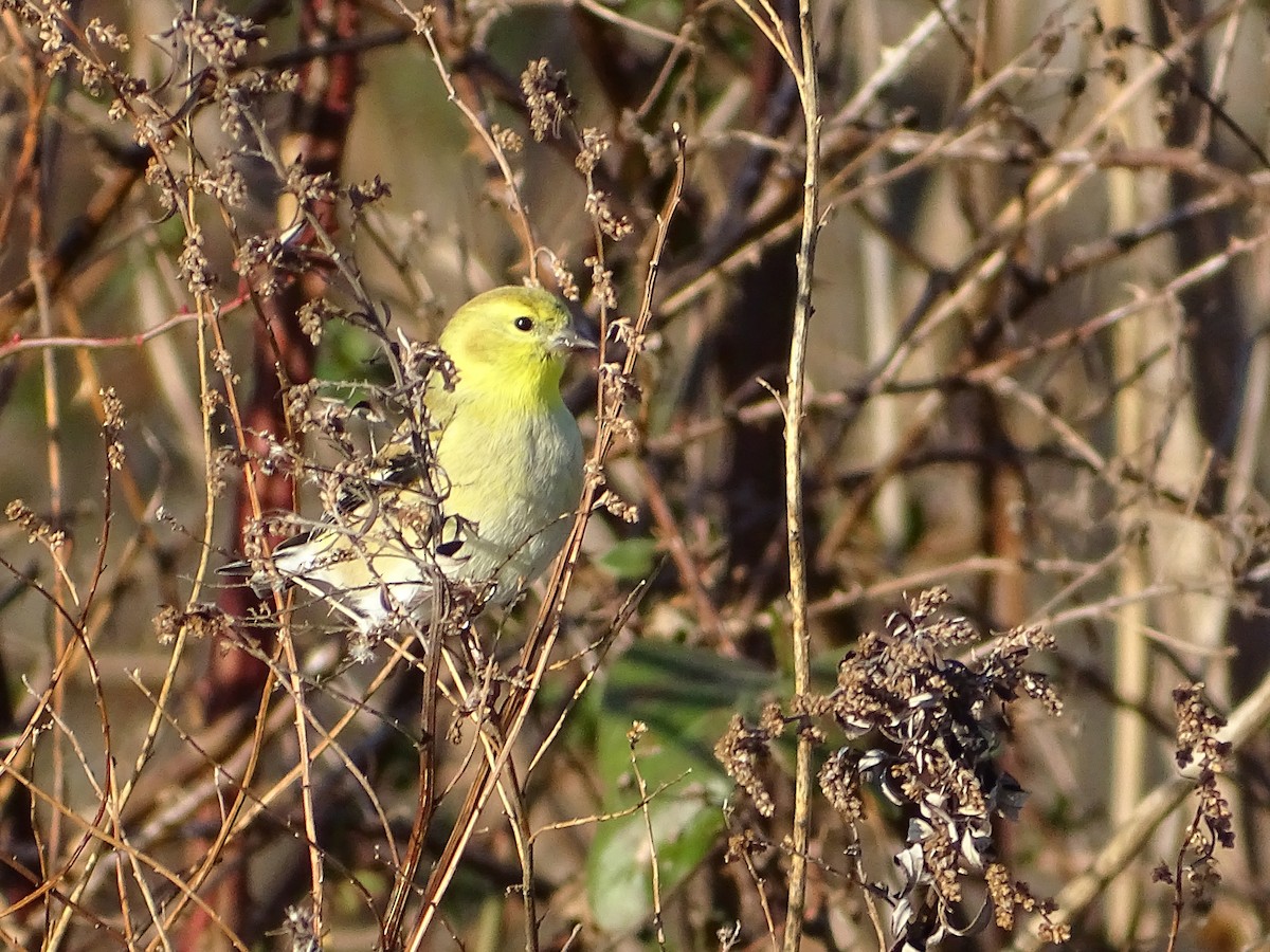 American Goldfinch - ML194366731