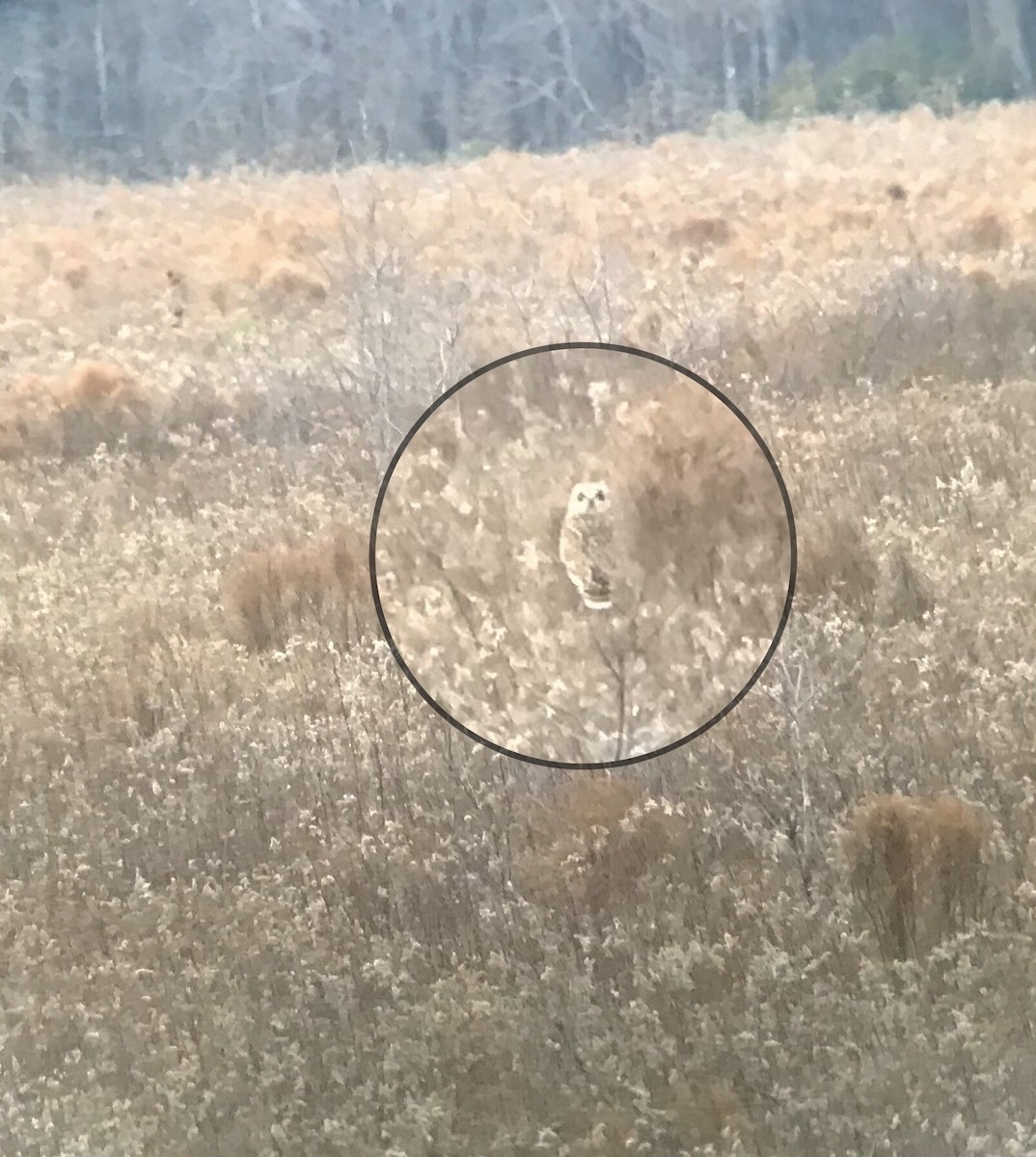 Short-eared Owl - Ed Blitch