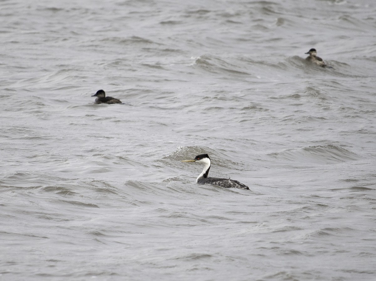 Western Grebe - Wes Stone