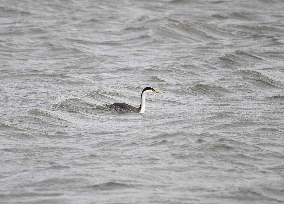 Western/Clark's Grebe - ML194367031