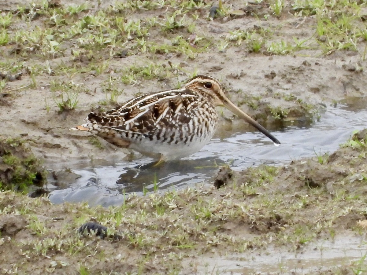 Wilson's Snipe - ML194367201