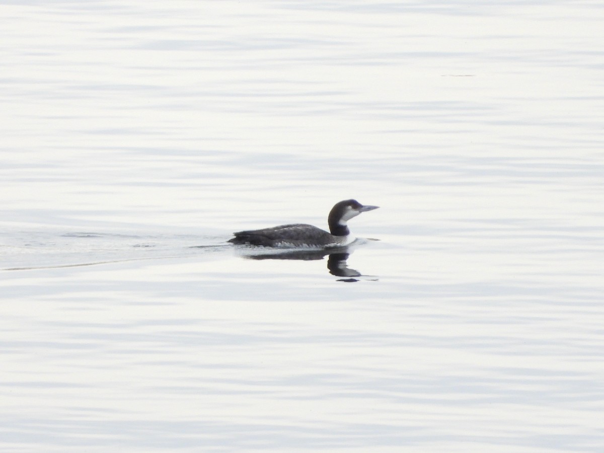 Common Loon - ML194367831