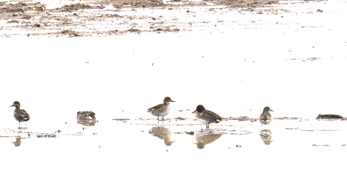 Green-winged Teal - Merri R