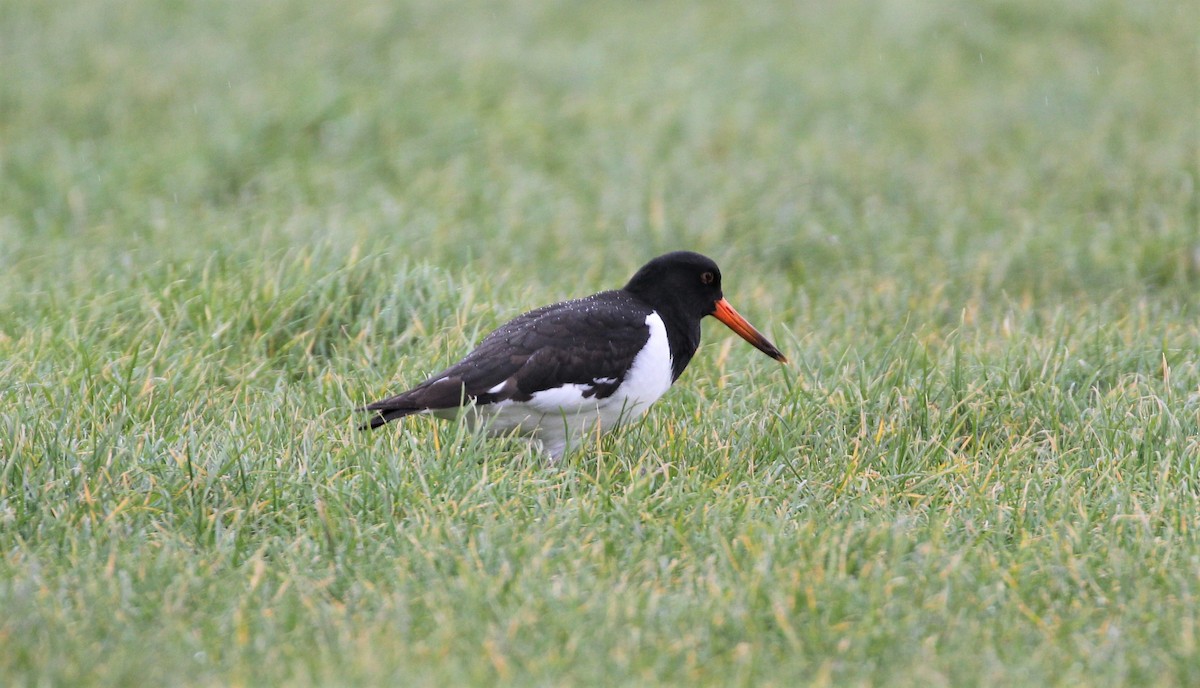 Eurasian Oystercatcher - Ben Limle