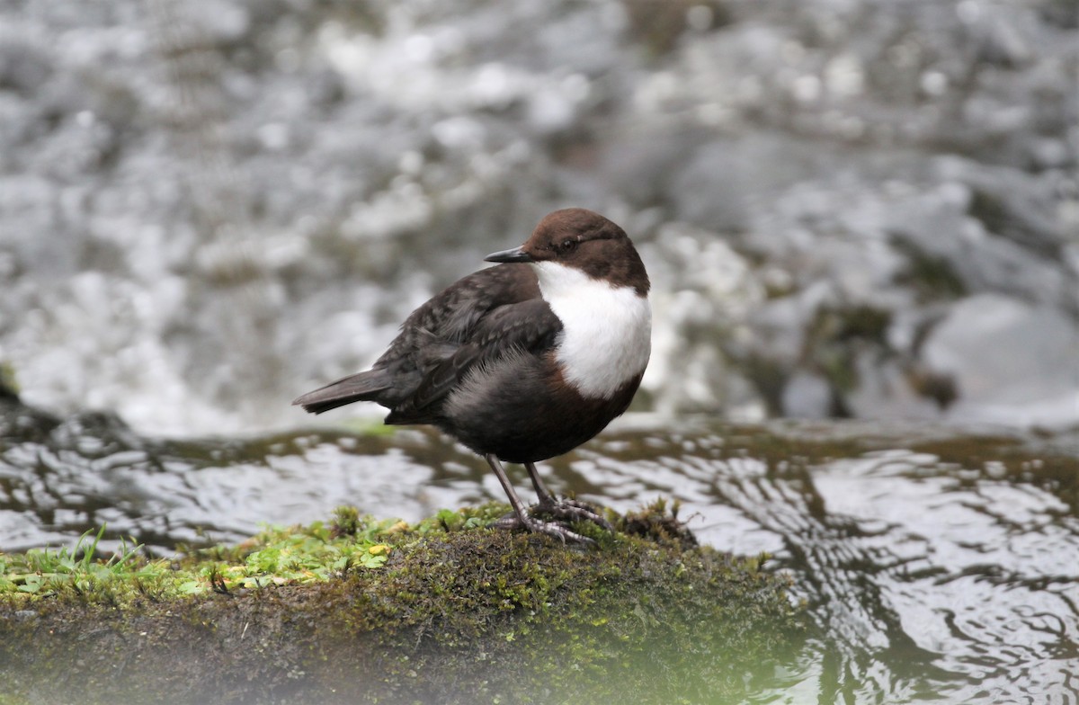 White-throated Dipper - Ben Limle