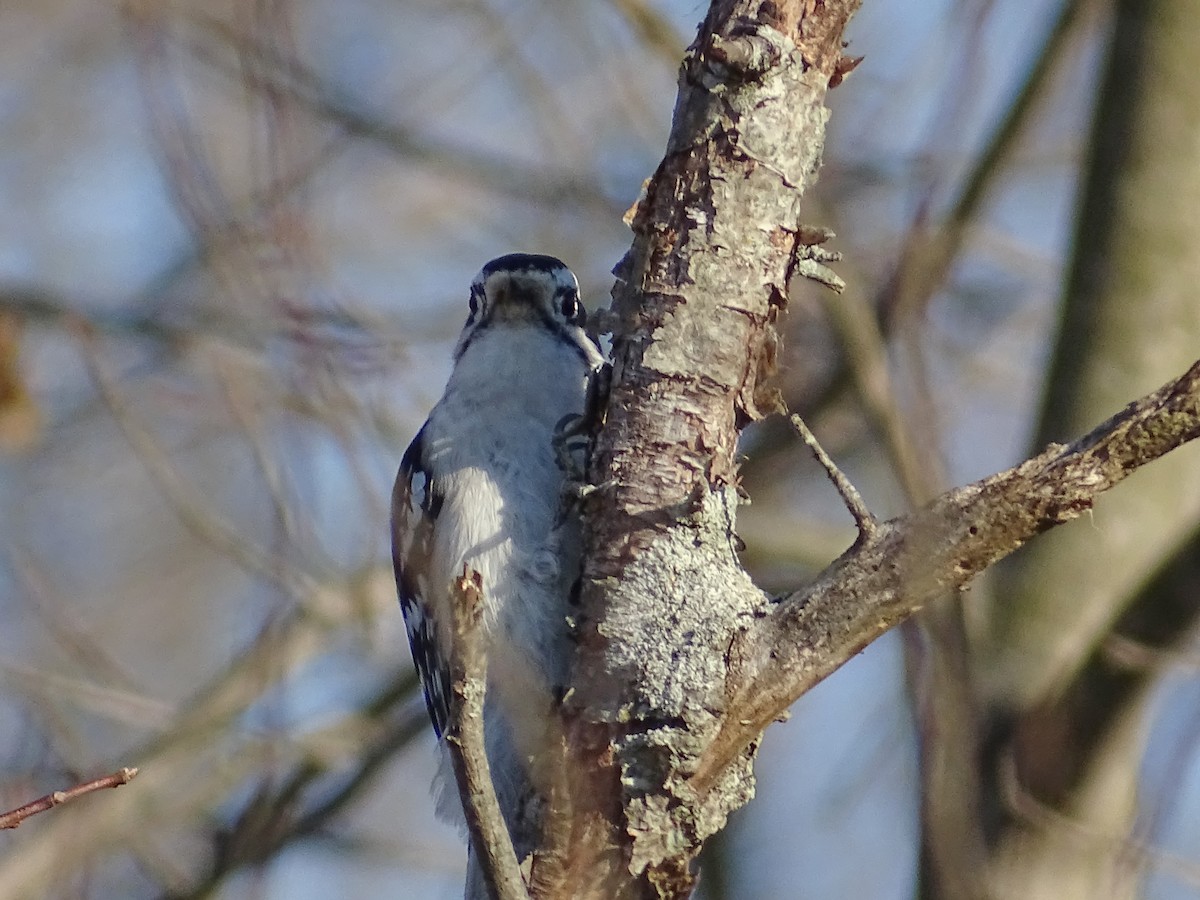 Downy Woodpecker - ML194369371