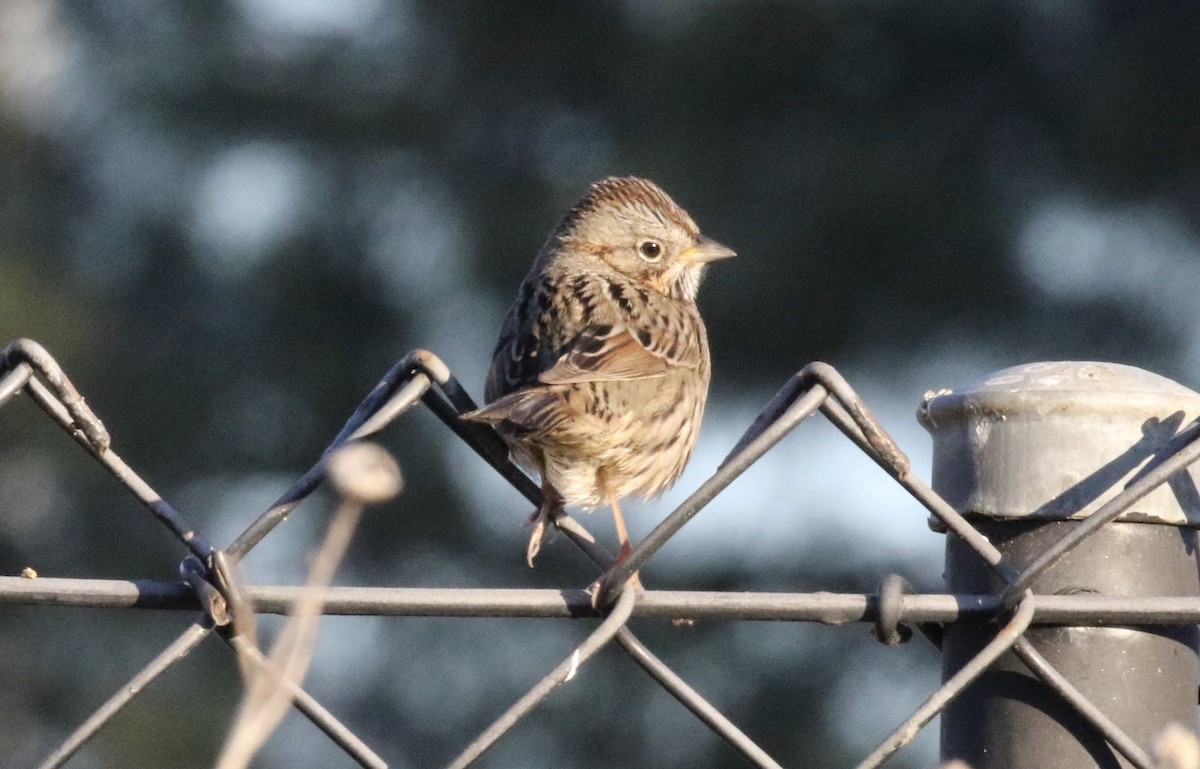 Lincoln's Sparrow - John Bruin