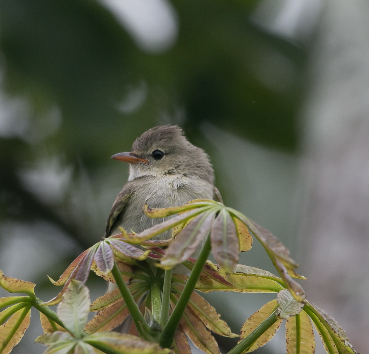 Northern Beardless-Tyrannulet - ML194372581