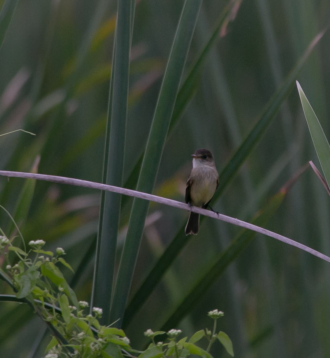 White-throated Flycatcher - ML194372651